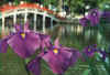 dazaifu_hanashyoubu_12x25.jpg (69437 oCg)
