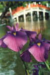 dazaifu_hanashyoubu_14x25.jpg (67655 oCg)