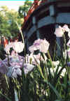 dazaifu_hanashyoubu_25x25.jpg (89322 oCg)