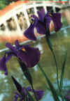 dazaifu_hanashyoubu_26x25.jpg (59900 oCg)
