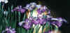 dazaifu_hanashyoubu_27x25.jpg (63771 oCg)