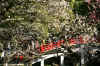 dazaifu_ume13x25_2018_3_11.jpg (257576 oCg)