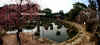 dazaifu_ume1x500.jpg (48209 oCg)