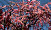 dazaifu_ume20x25_2018_3_11.jpg (190215 oCg)