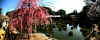 dazaifu_ume24x25_2018_3_11.jpg (107555 oCg)