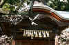 dazaifu_ume25x25_2018_3_11.jpg (148392 oCg)