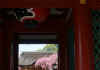 dazaifu_ume28x25_2018_3_11.jpg (59644 oCg)