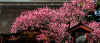 dazaifu_ume29x25_2018_3_11.jpg (137187 oCg)
