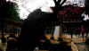 dazaifu_ume2x500.jpg (36750 oCg)