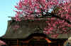 dazaifu_ume30x25_2018_3_11.jpg (194023 oCg)