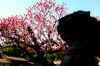 dazaifu_ume31x25_2018_3_11.jpg (140964 oCg)