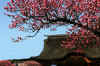 dazaifu_ume32x25_2018_3_11.jpg (199804 oCg)