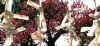 dazaifu_ume33x25_2018_3_11.jpg (157175 oCg)