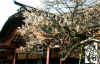dazaifu_ume34x25_2018_3_11.jpg (132317 oCg)