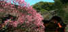 dazaifu_ume36x25_2018_3_11.jpg (158918 oCg)