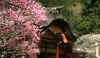 dazaifu_ume37x25_2018_3_11.jpg (217721 oCg)