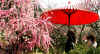 dazaifu_ume39x25_2018_3_11.jpg (209413 oCg)