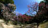 dazaifu_ume3x25_2018_3_11.jpg (117929 oCg)