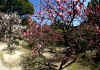 dazaifu_ume4x25_2018_3_11.jpg (158538 oCg)
