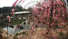 dazaifu_ume4x500.jpg (64018 oCg)
