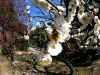 dazaifu_ume5x25_2018_3_11.jpg (151355 oCg)