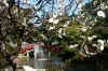 dazaifu_ume6x25_2018_3_11.jpg (223999 oCg)