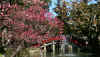 dazaifu_ume8x25_2018_3_11.jpg (215389 oCg)