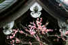 dazaifu_ume_802-0176_480.jpg (49939 oCg)