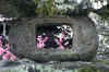 dazaifu_ume_802-0226_480.jpg (38636 oCg)
