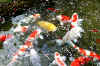 dazaifu_ume_802-0236_480.jpg (66962 バイト)