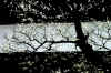 dazaifu_ume_802-0276_480.jpg (61571 oCg)