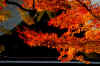dazaifu-gaien793-9351_480_320.jpg (51109 oCg)