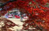dazaifu_gaien792-9315_480_320.jpg (65216 oCg)