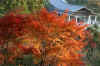 dazaifu_gaien793-9323_480_320.jpg (65889 oCg)