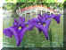 dazaifu_hana_shoubu_1_320.jpg (30535 oCg)