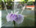 dazaifu_hana_shoubu_2_320.jpg (23351 oCg)