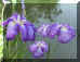 dazaifu_hana_shoubu_3_320.jpg (30019 oCg)