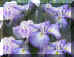 dazaifu_hana_shoubu_4_320.jpg (30480 oCg)