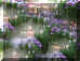 dazaifu_hana_shoubu_5_320.jpg (35754 oCg)