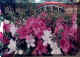 dazaifu_satuki_320.jpg (26307 oCg)