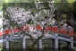 dazaifu_ume_1_320.jpg (34134 oCg)