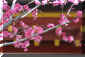 dazaifu_ume_2_320.jpg (22329 oCg)