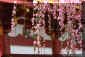 dazaifu_ume_4_320.jpg (27521 oCg)