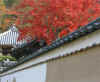 komyogi791_9157_480_320.jpg (54035 oCg)