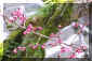 komyogi_ume_1_320.jpg (20944 oCg)