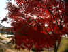kouyou_dazaifu_11x25_2018_12_2.jpg (137709 oCg)