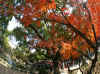 kouyou_dazaifu_12x25_2018_12_2.jpg (195284 oCg)