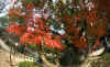 kouyou_dazaifu_13x25_2018_12_2.jpg (167382 oCg)