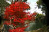 kouyou_dazaifu_14x25_2018_12_2.jpg (177030 oCg)
