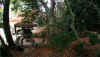 kouyou_dazaifu_19x25_2018_12_2.jpg (105316 oCg)